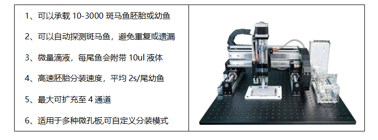 金华斑马鱼